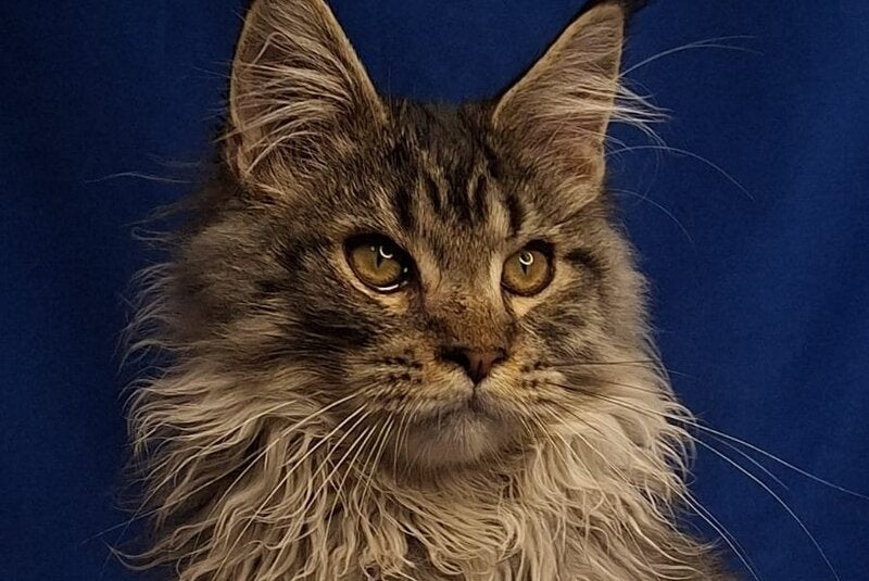 Joker Maine Coon male, black silver spotted tabby