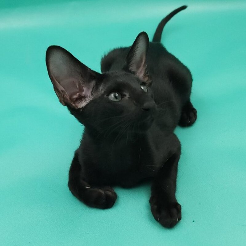 Romeo Oriental Shorthair male, black