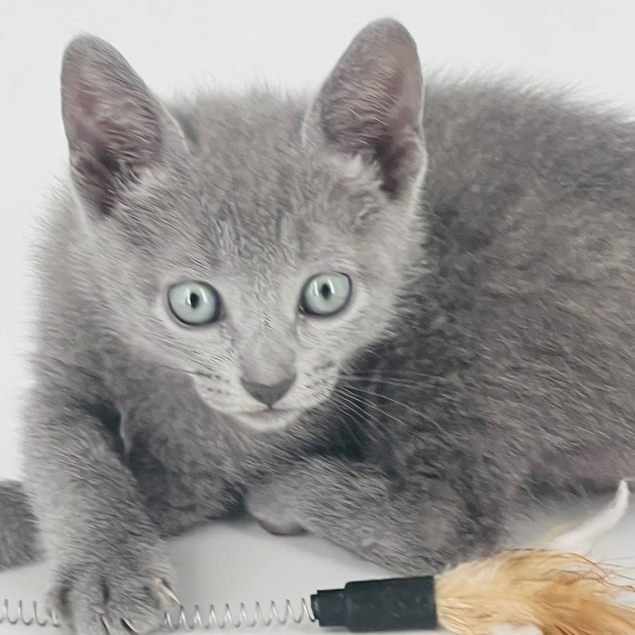 Aster Russian Blue male, blue