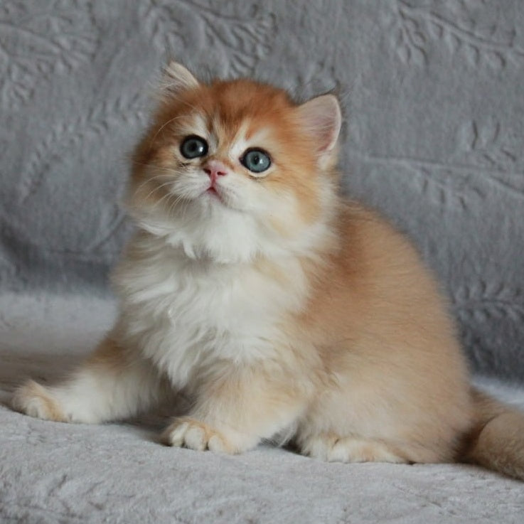 Kruasan British Longhair male, black golden chinchilla