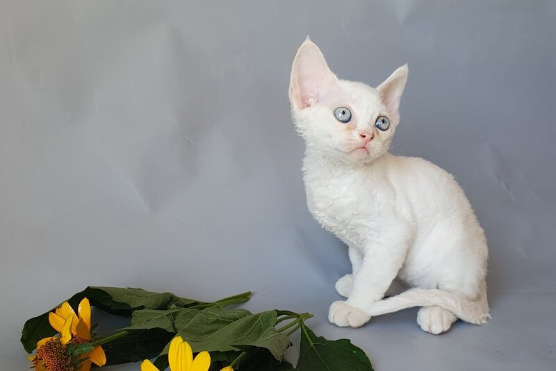Colin Devon Rex male, white