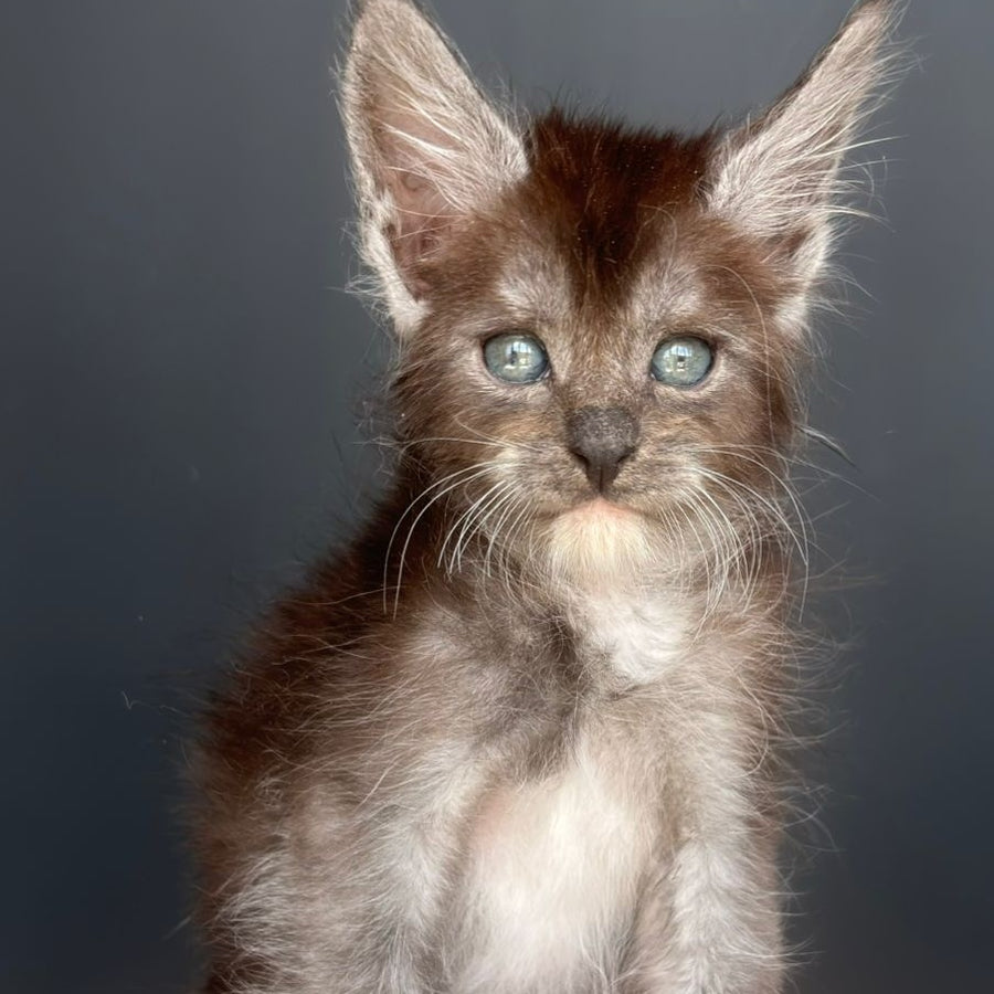 Fox Maine Coon male, black silver bicolour