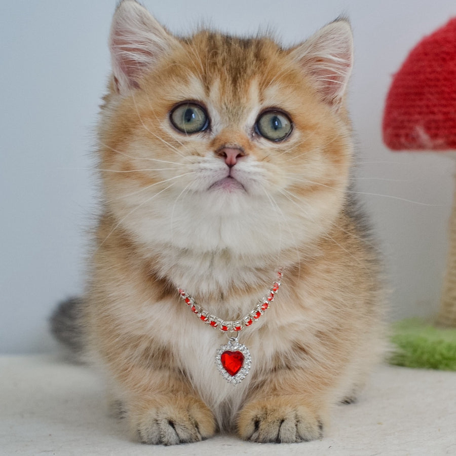 Grace Munchkin female, black golden ticked tabby