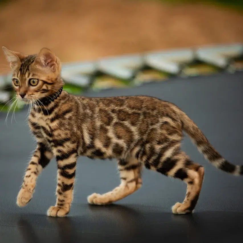 Dante Bengal male, black spotted tabby