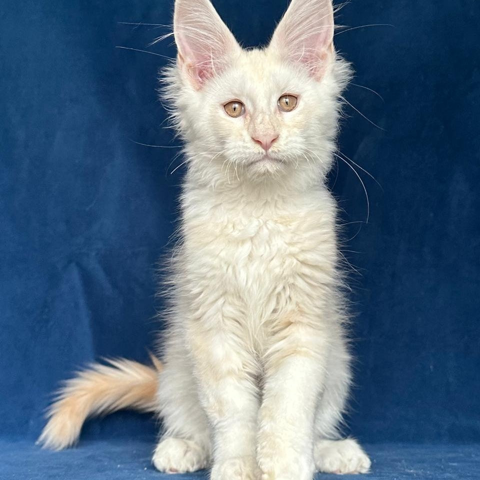 Large Sam Maine Coon male, red silver shaded