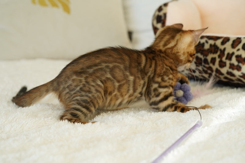 Justin Bengal male, black spotted tabby