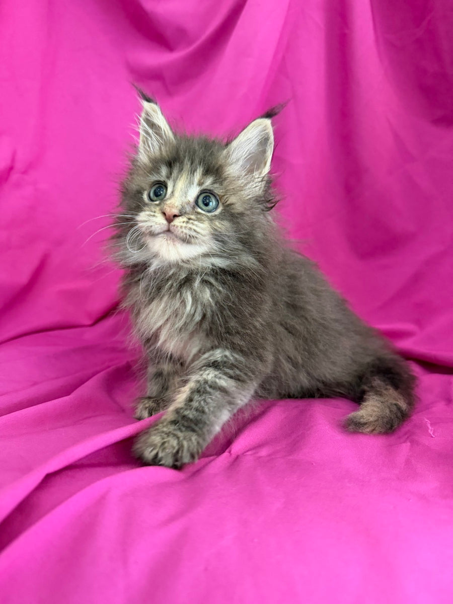 Wanessa Maine Coon female black tortie tabby live animals