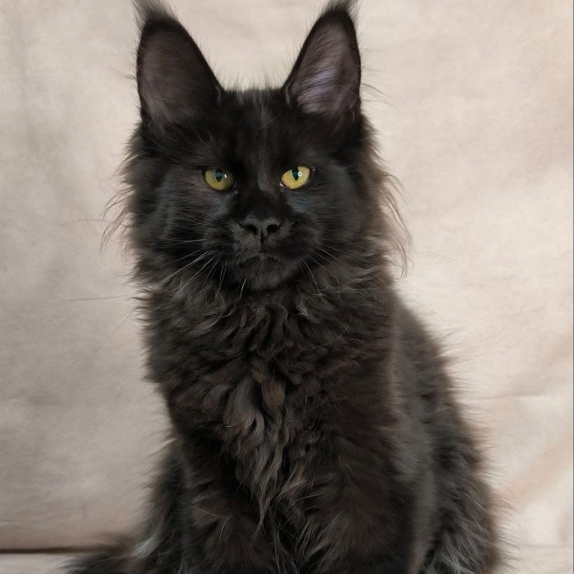 Freya Maine Coon polydactyl female, black