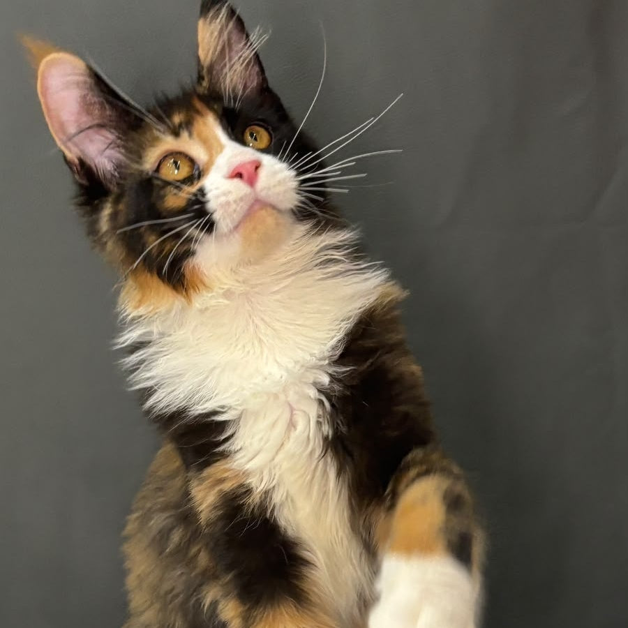 Dilara Maine Coon female, black tortie bicolour