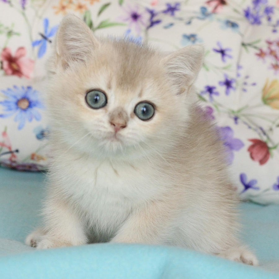 Webster British Shorthair male, blue golden chinchilla