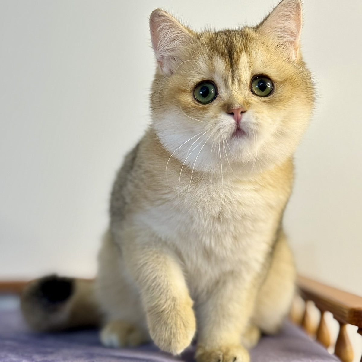 Viva British Shorthair female, black golden shaded