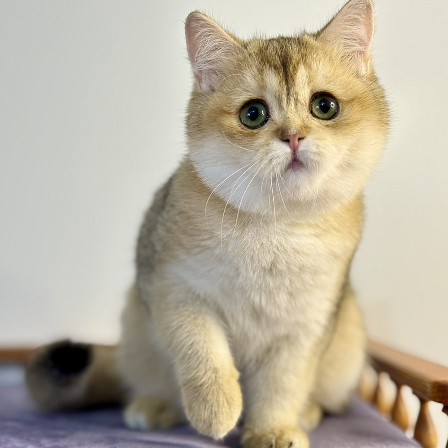 Viva British Shorthair female, black golden shaded