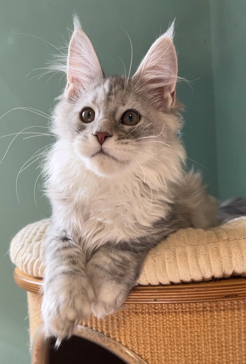 Bumblebee Maine Coon male, black silver spotted tabby