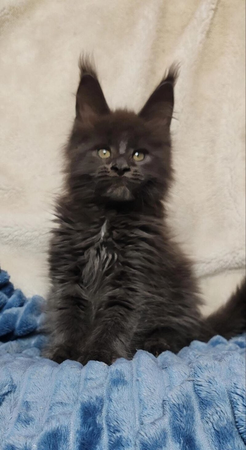 Winston Maine Coon male blue - live animals