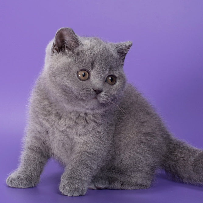 Neville British Shorthair male, blue