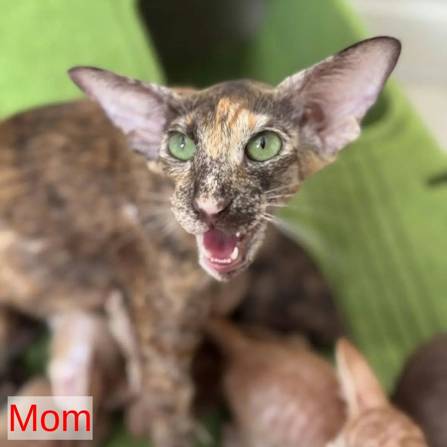 Zlatan Oriental Shorthair male, red spotted tabby