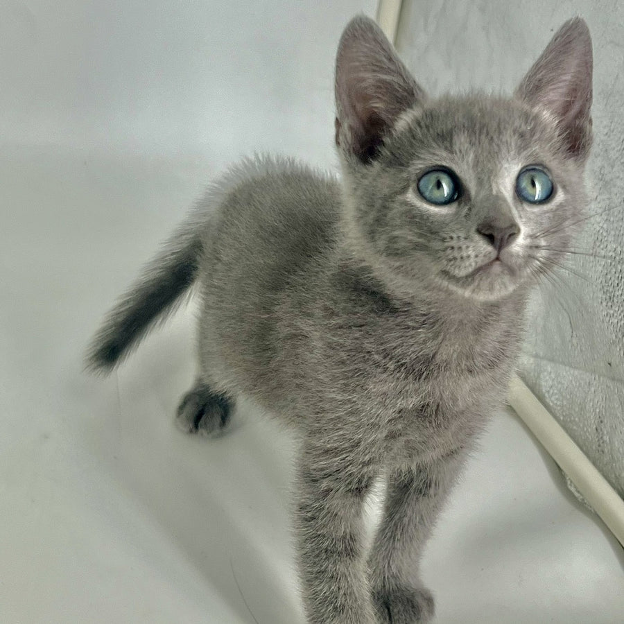Aron Russian Blue male, blue