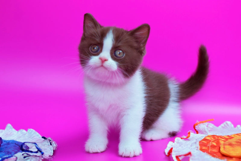 Quira British Shorthair female, chocolate bicolour