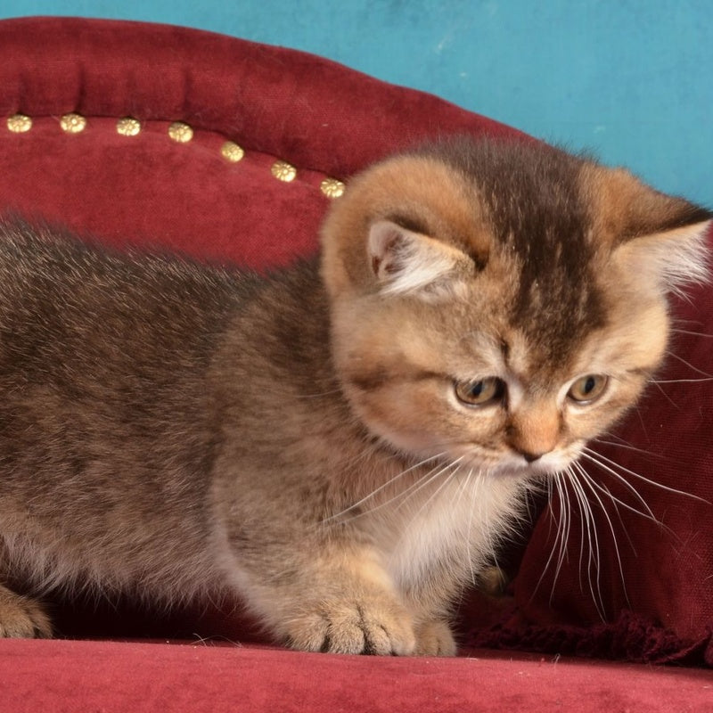 Hugo Munchkin male, black ticked tabby