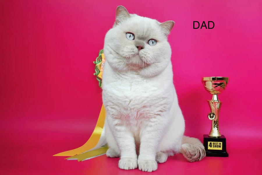 Wella Rose British Shorthair female сinnamon - live animals