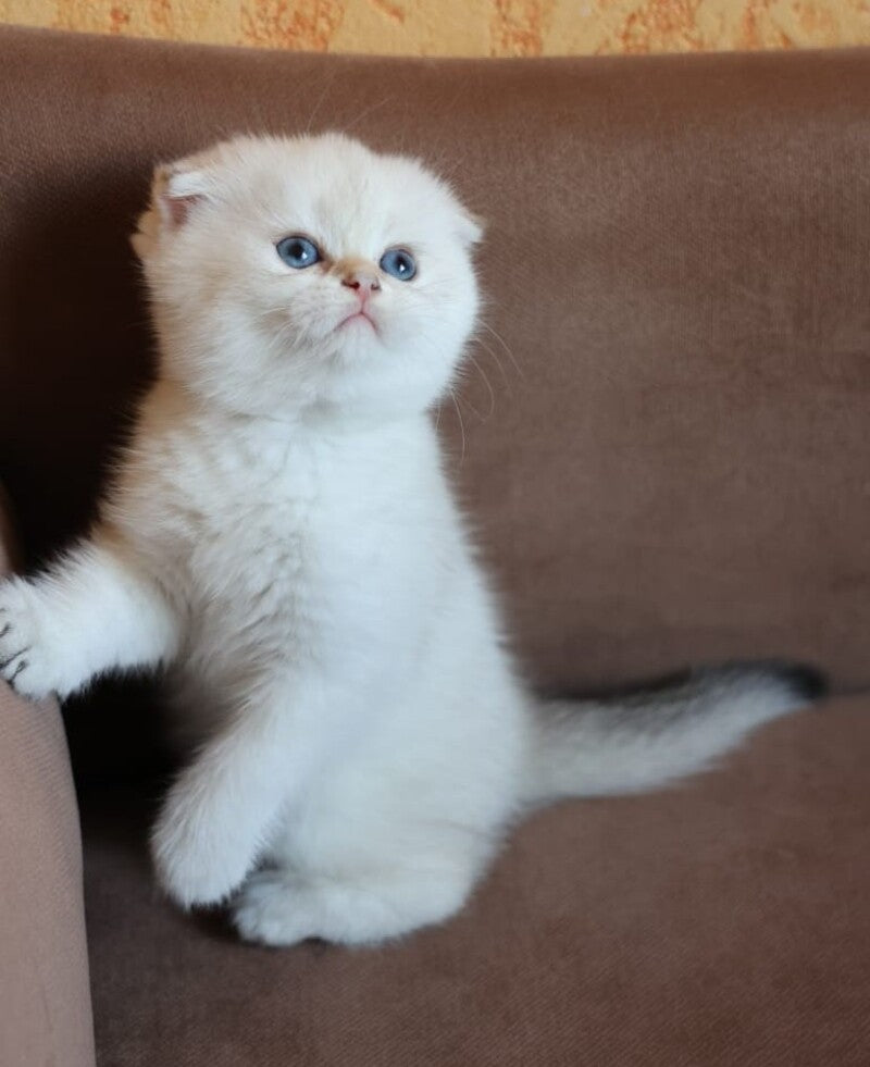 Dave Scottish Fold male, black golden ticked tabby pointed