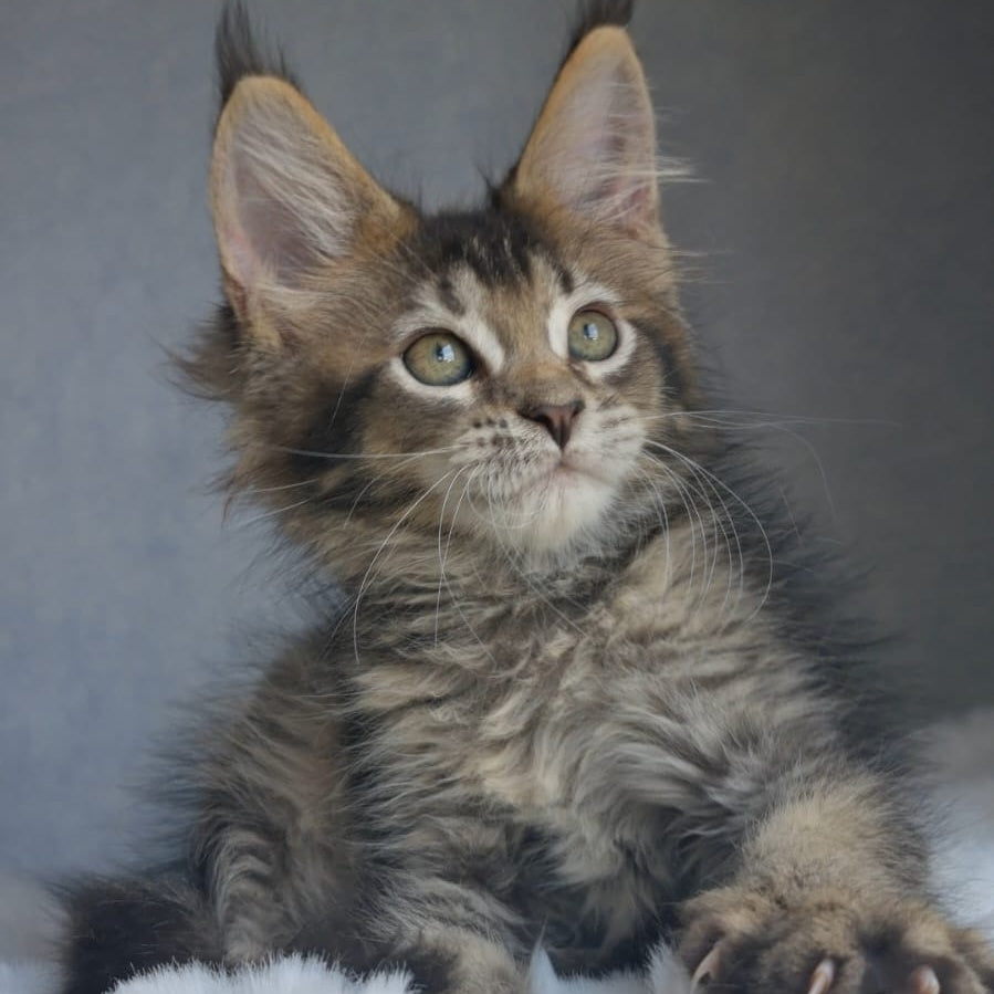 Pilar Maine Coon female, black ticked tabby