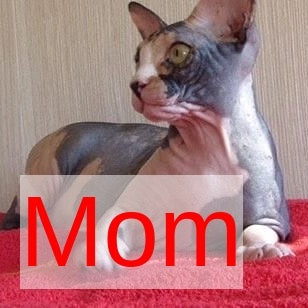 Glasha Canadian Sphynx female, cream