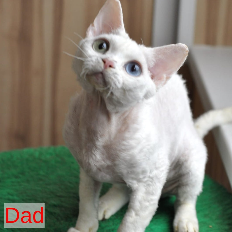 Multik Devon Rex male, white