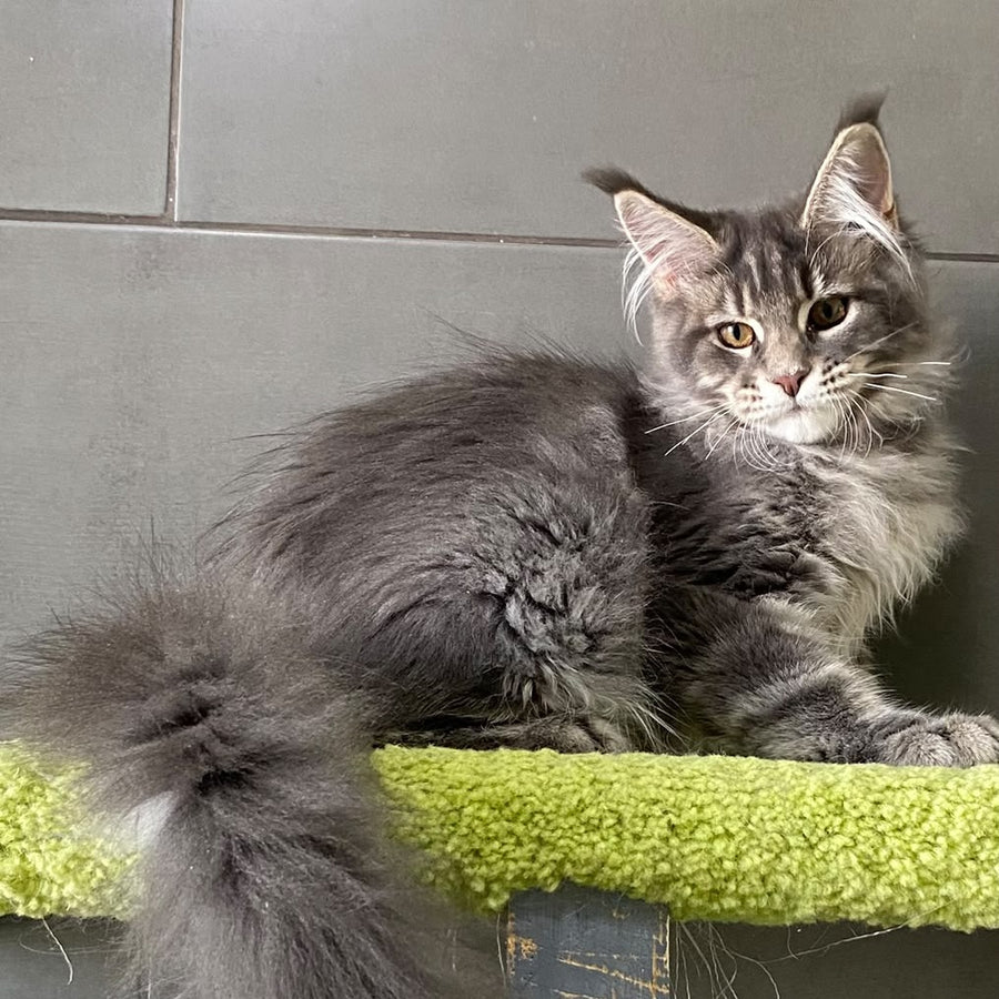 Varna Maine Coon female, blue tabby