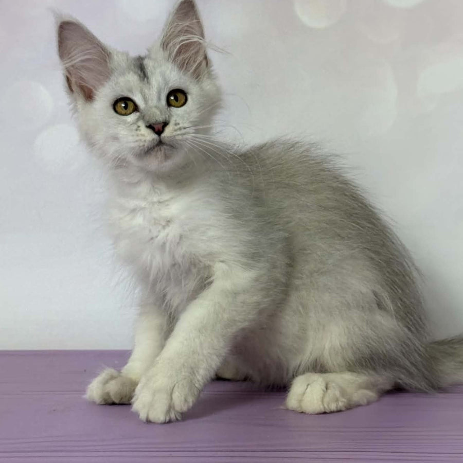 Bree Maine Coon female, black silver shaded with white