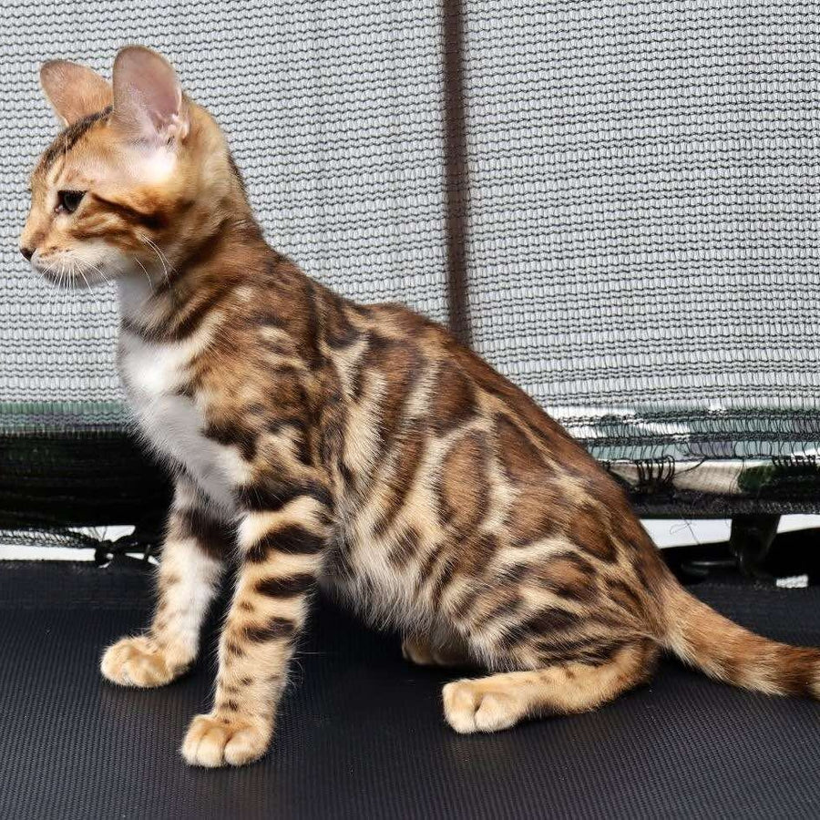 Timokha Bengal male, black spotted tabby