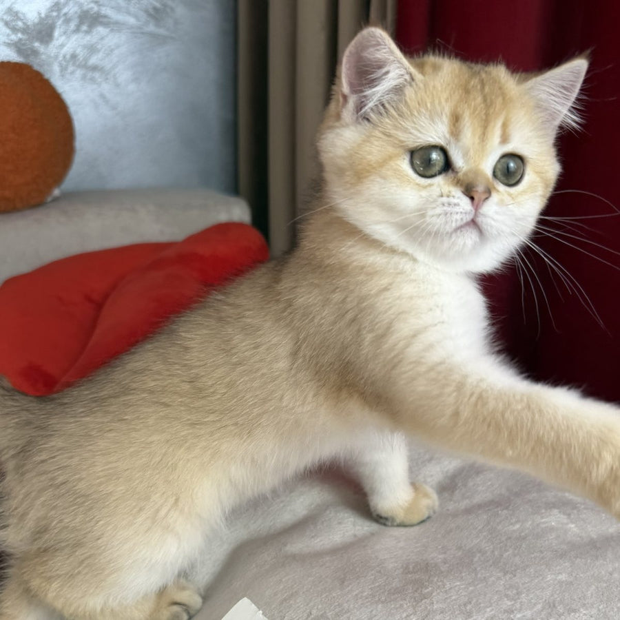 Elvira Scottish Straight female, black golden shaded