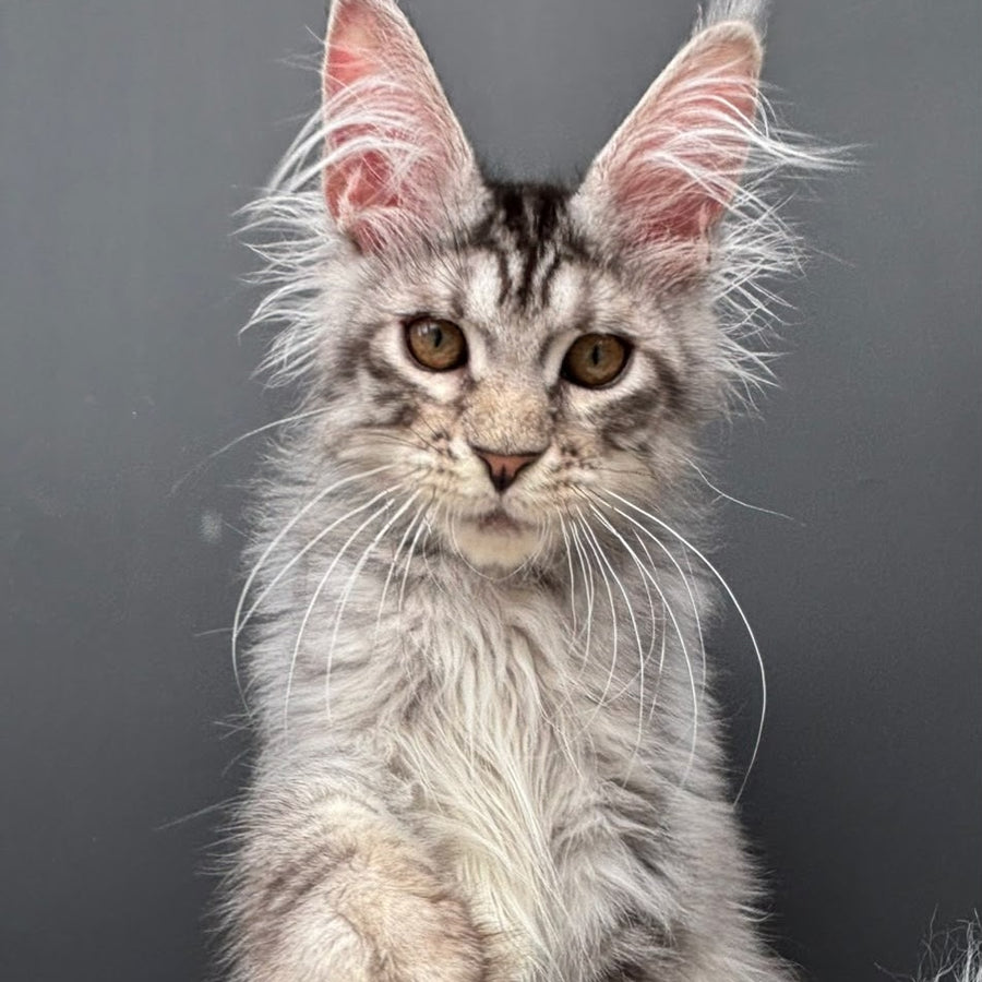 Adrian Maine Coon male, black silver spotted tabby