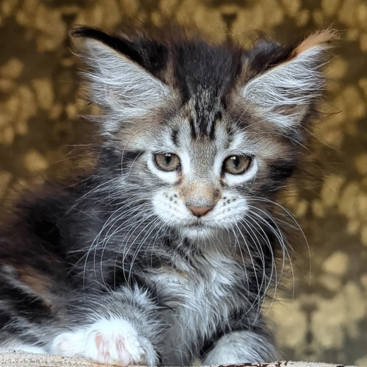 Irish Maine Coon female, black tortie tabby with white