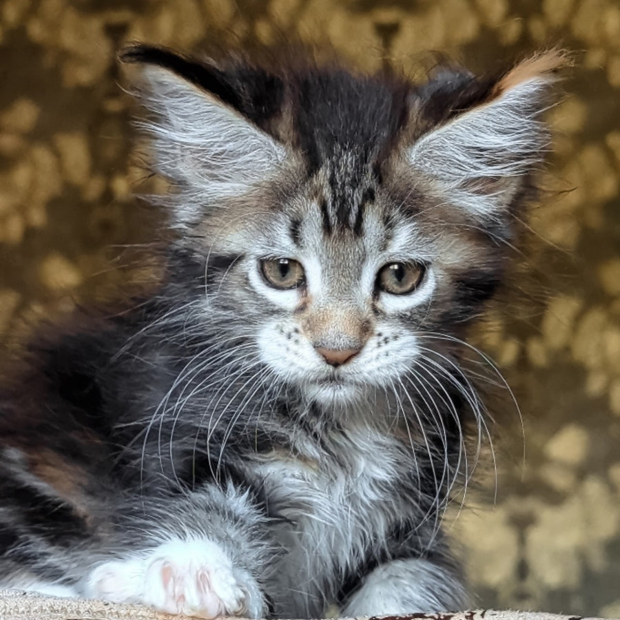 Irish Maine Coon female, black tortie tabby with white