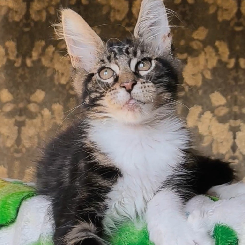 Holiday Maine Coon male, black tabby with white