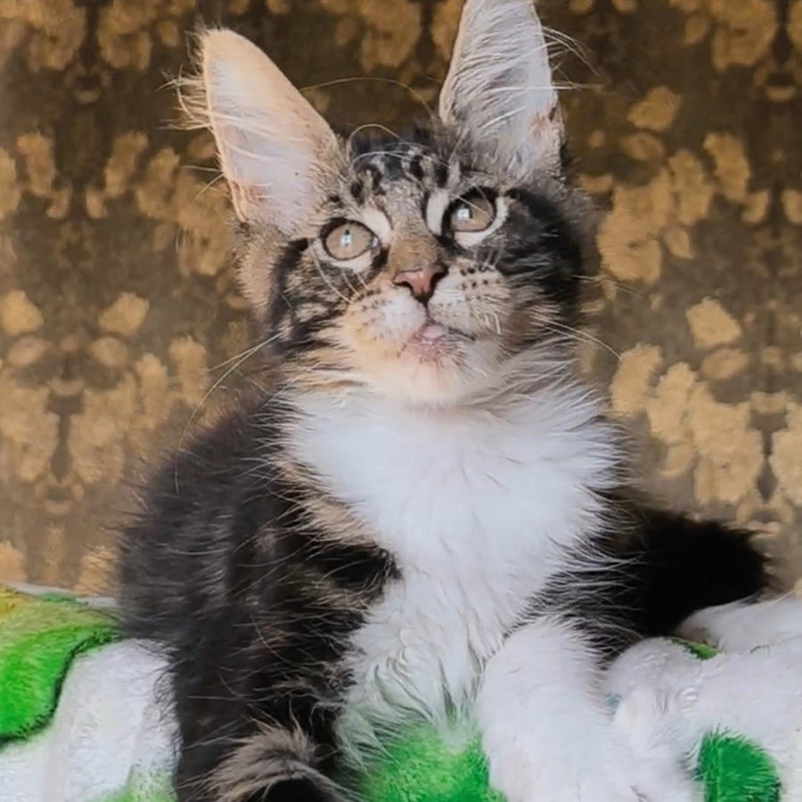 Holiday Maine Coon male, black tabby with white