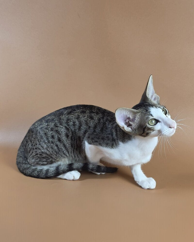 Ulya Oriental Shorthair female black bicolour spotted tabby - live animals