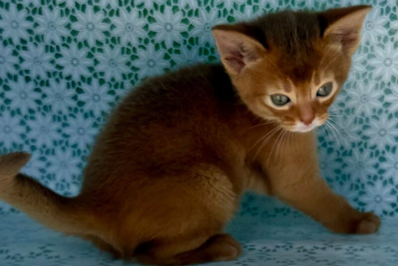 Baks Abyssinian male sorrel - live animals