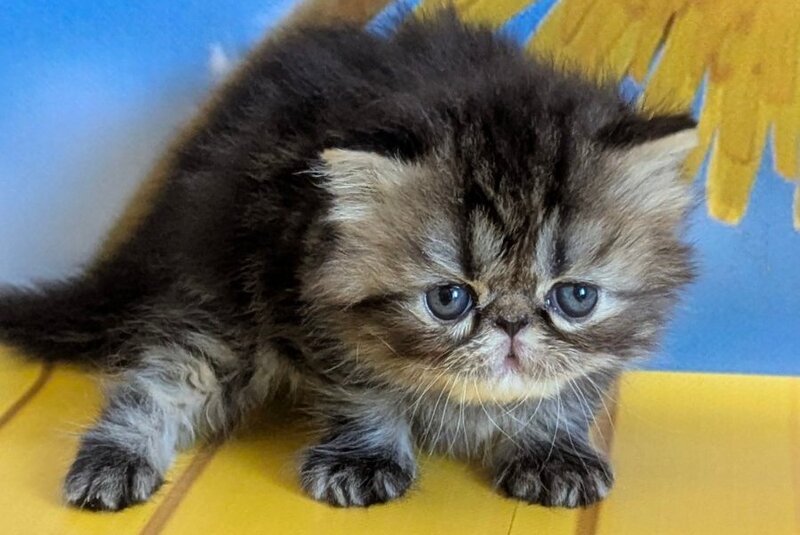 Pandora Persian female, black tabby
