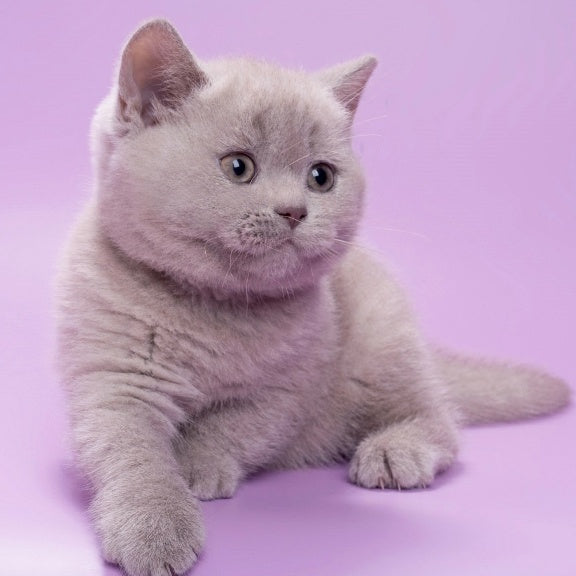 Sassy British Shorthair female, lilac
