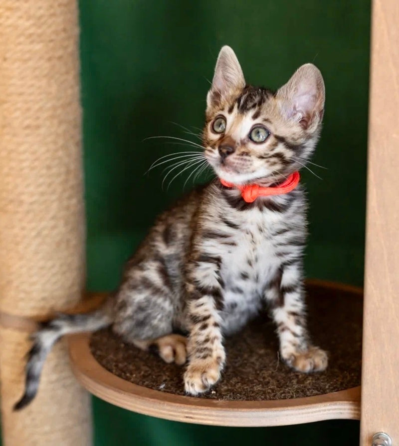 Chanel Bengal female black spotted tabby - live animals