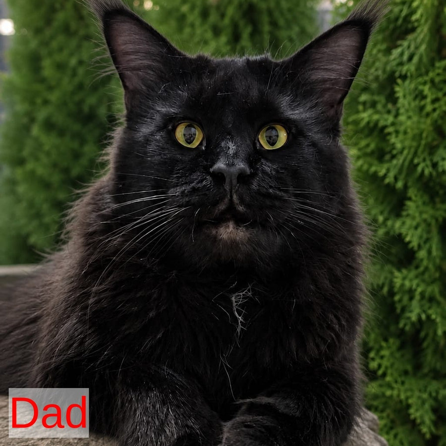 Kaiser Maine Coon male, black tabby