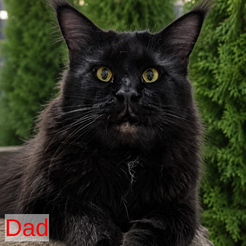 Karate Maine Coon male, black silver tabby
