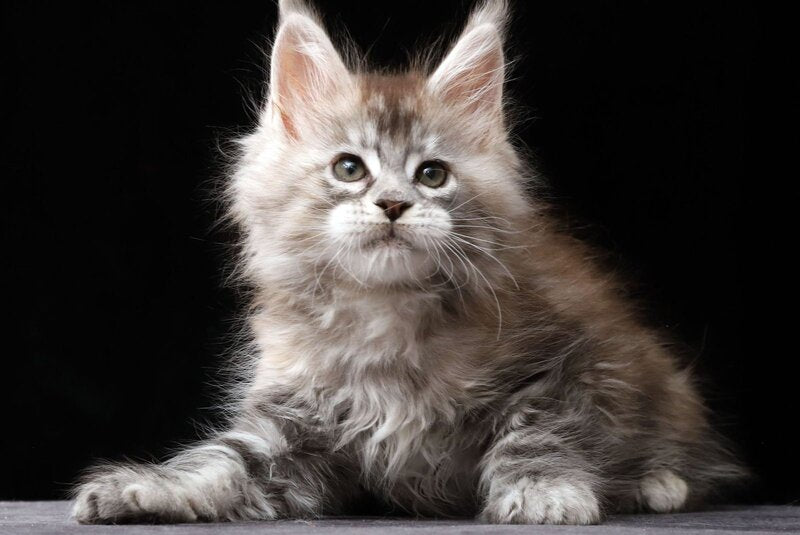 Nora Maine Coon female, black tortie silver tabby