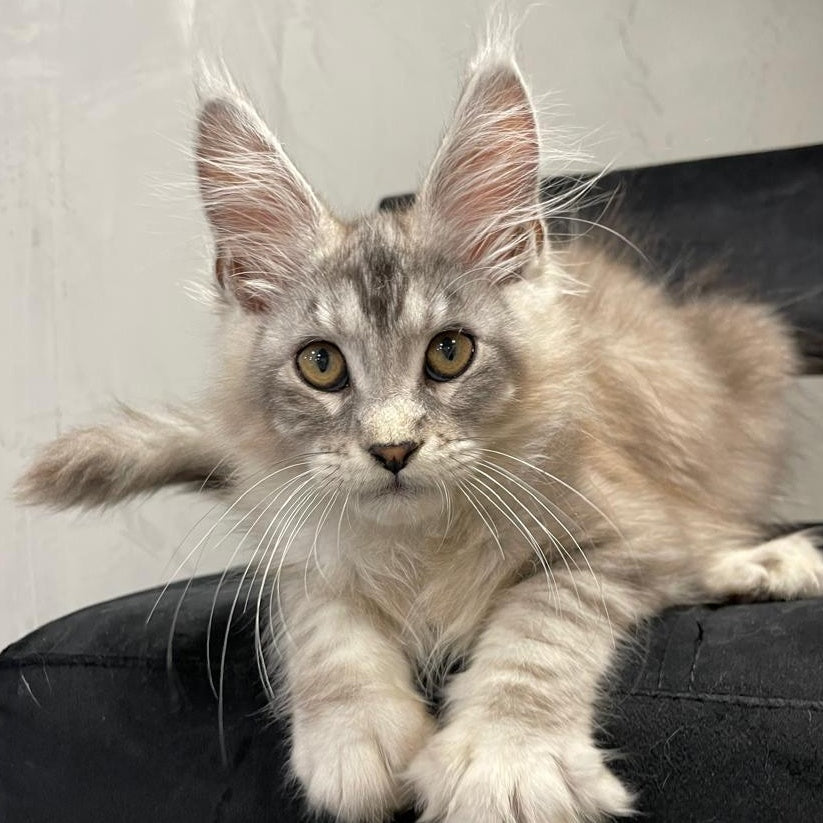 Markush Maine Coon male, blue silver ticked tabby