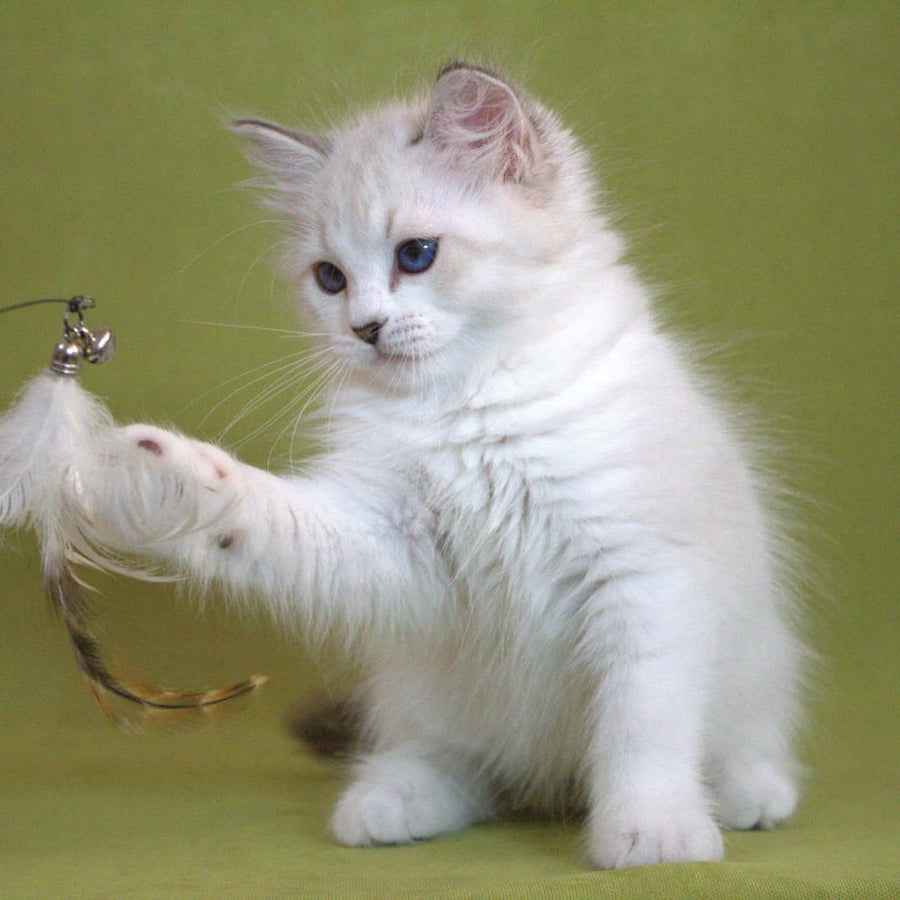 Hammer Siberian male, black bicolour tabby pointed