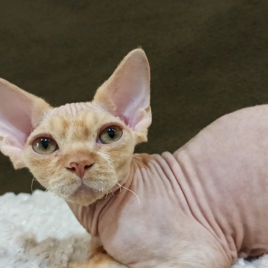 Edgar Devon Rex male, red bicolour tabby