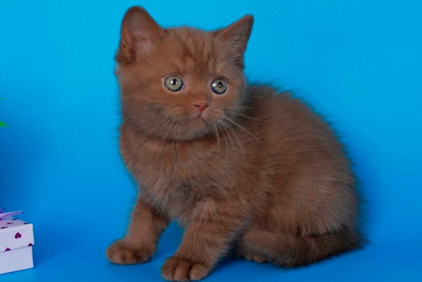 Quiz Scottish Straight male cinnamon - live animals
