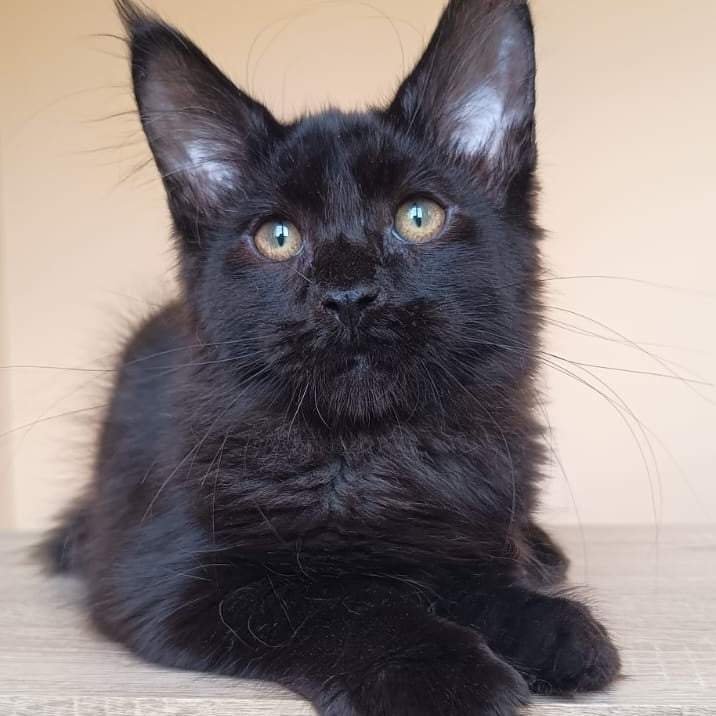 Deniz Maine Coon male, black